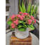 Kalanchoe Arrangement in Fiberstone Pot-1078803483