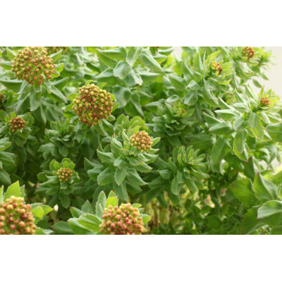 " Rhodiola Rosea " by Popovaphoto
