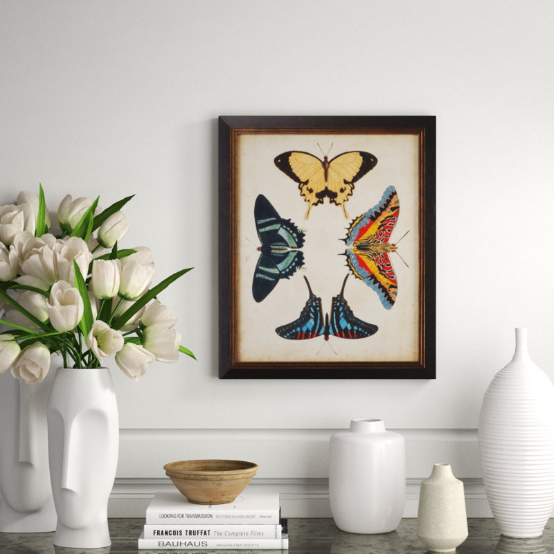 Display Of Butterflies III Print