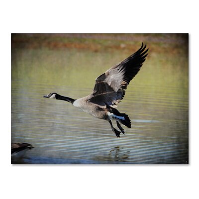 Canadian Goose in Flight 1' Photographic Print on Wrapped Canvas -  Trademark Fine Art, ALI13831-C1419GG