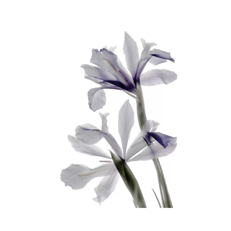 X-Ray Iris by Judy Stalus - Wrapped Canvas Painting, 20.32 cm H x 30.48 cm W