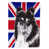 Black & White Collie