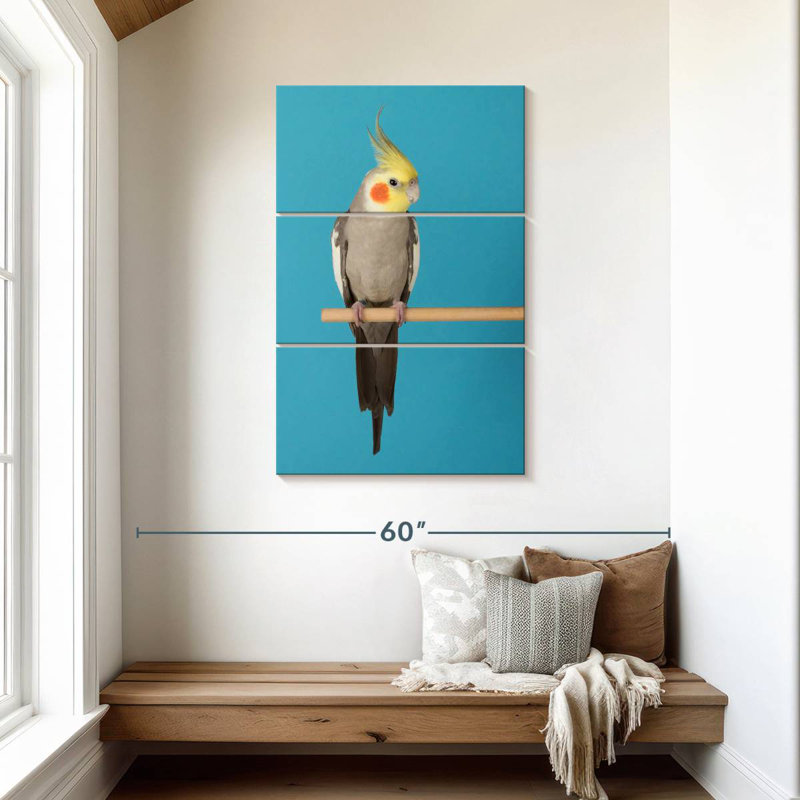 Cockatiel Brampt sur bleu
