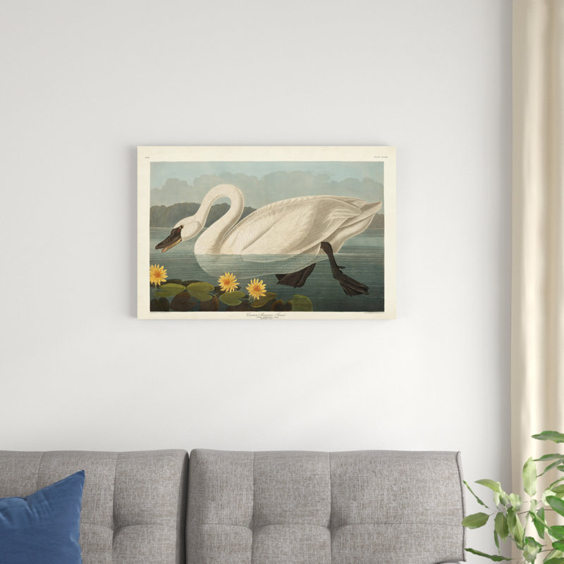 Pl 411 cygne d'Amérique, H 20 po x l 30 po