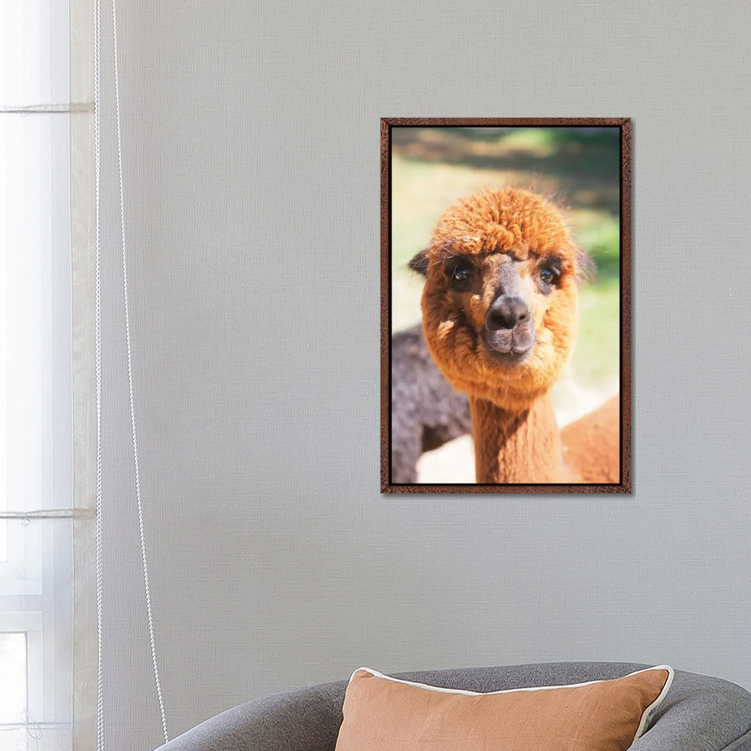 Puffy Brown Alpaca von Susan Vizvary - Gallery-Wrapped Canvas Giclée on Canvas