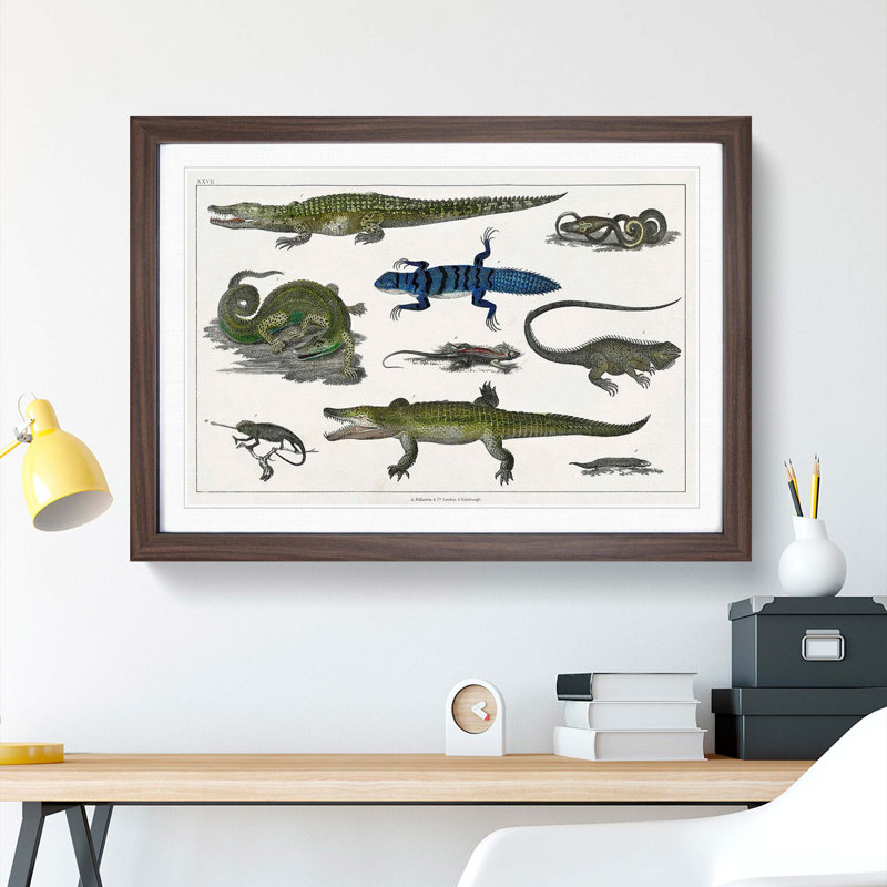 Various Reptiles XXVII by Oliver Goldsmith - Picture Frame Painting Print, Walnut Framed, 65cm H x 48cm W x 2cm D