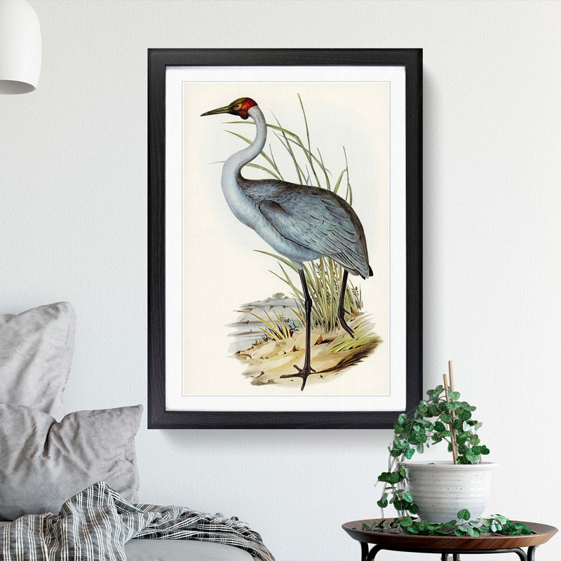 Australian Crane by Elizabeth Gould - Single Picture Frame Painting, Black Framed, 33cm H x 24cm W x 2cm D
