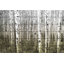 « aspen highland » par parvez taj,, reproduction d’art sur bois blanc