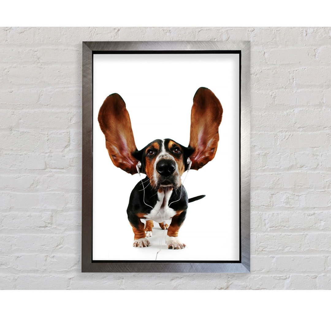 Basset Hound Musik Gerahmter Druck