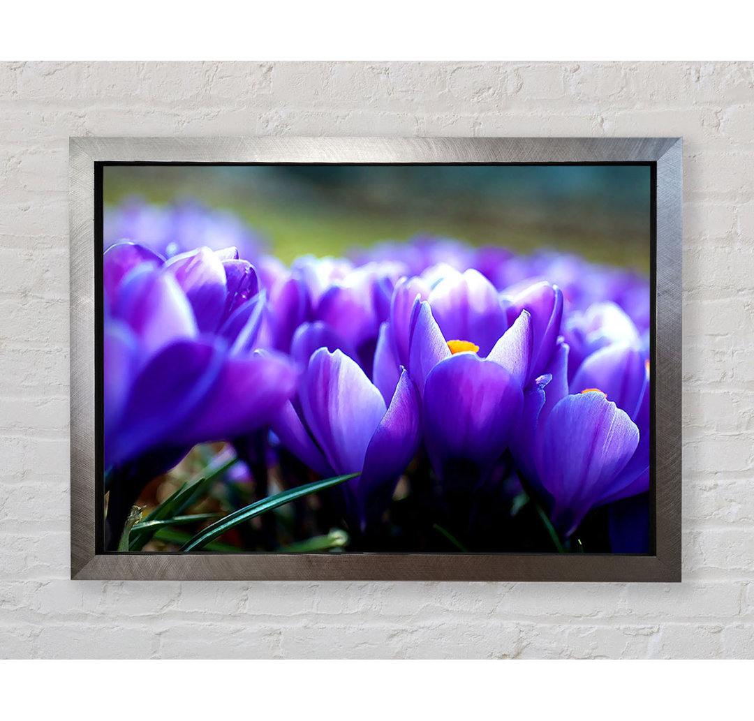 Gerahmtes Wandbild Purple Crocus Garden