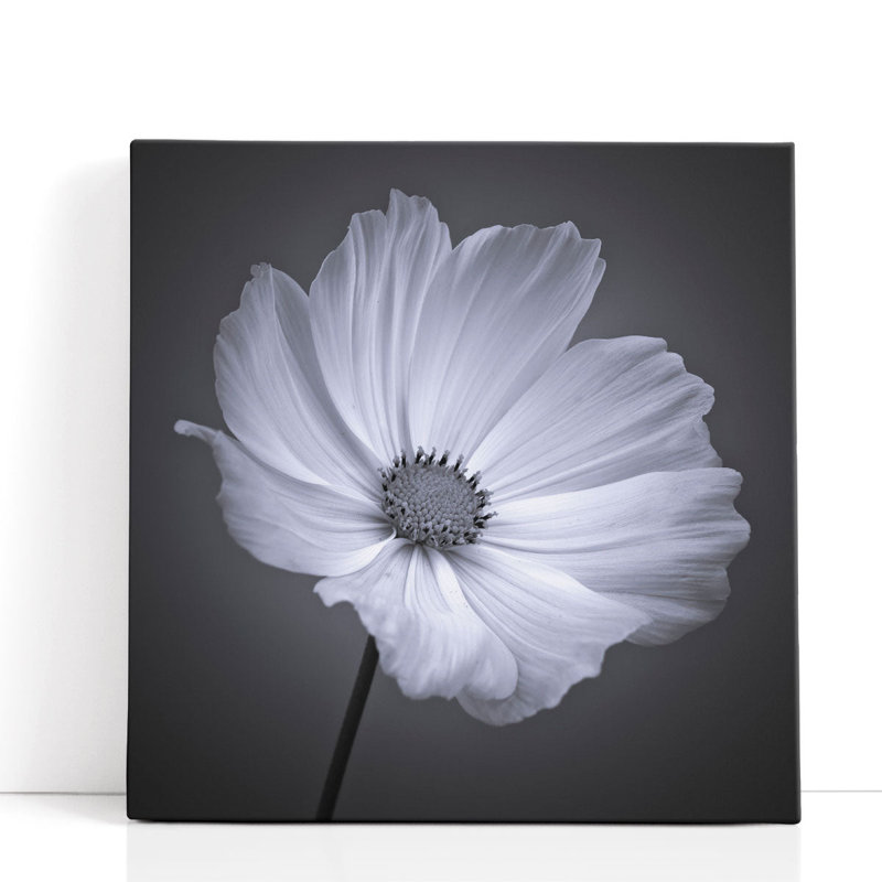 Cosmos Flower 1 - reproduction d'art sur toile, H 12 po x l 12 po