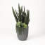 Faux Plant in Planter