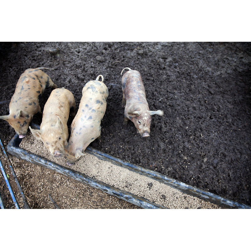 Young Piglets Feeding On A Farm by Stieglitz - No Frame Print on Canvas, 30cm H x 46cm W
