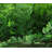 Artificial Hedge Panels Greenery Wall