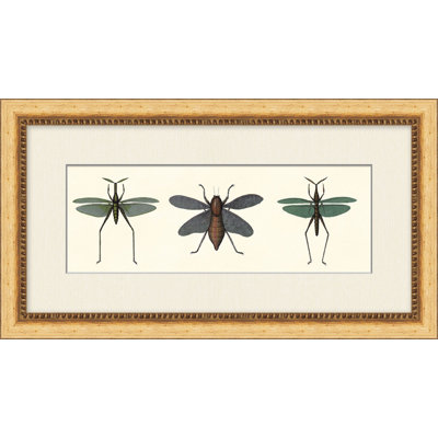 Specimen Trio 4 Framed Print