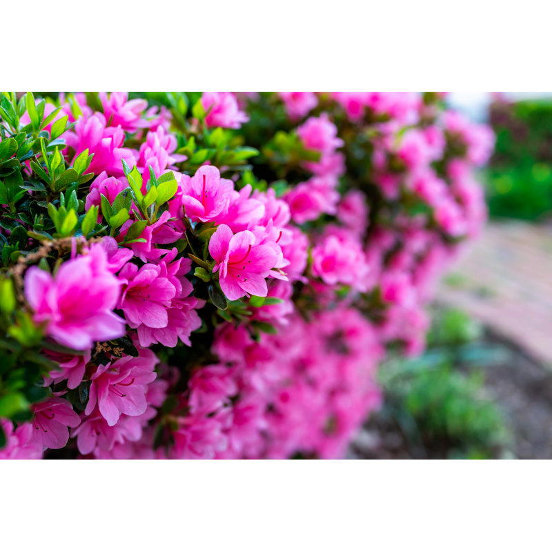 Pink Rhododendron Flowers - Wrapped Canvas Print, 20cm H x 30cm W x 3.8cm D