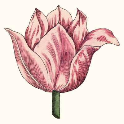 Jardin de tulipes VII