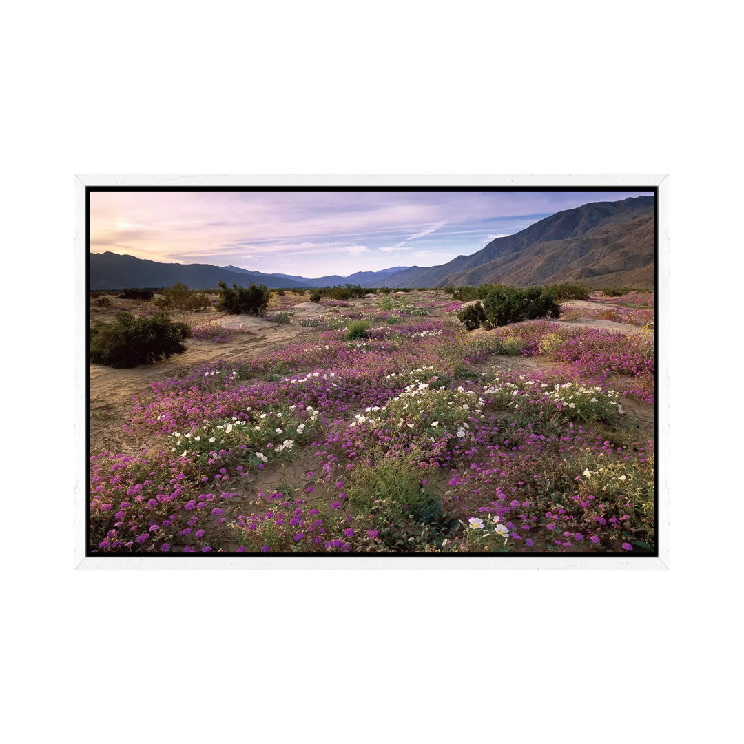 Sand Verbena And Primrose Blooming, Anza-Borrego Desert State Park, California von Tim Fitzharris - Gallery-Wrapped Canv...