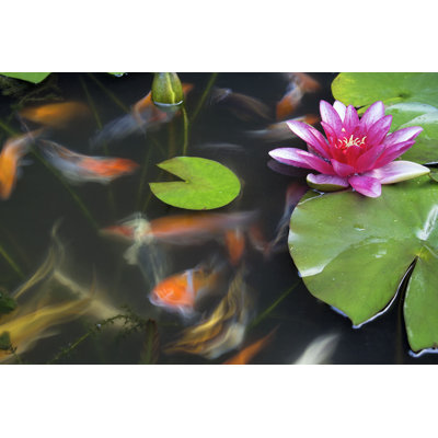 «Dawon Koi Fish In Pond» par Jpldesigns - impression sur toile tendue