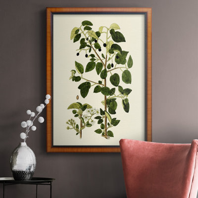 " Olive Greenery V "