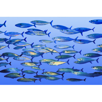 «Natation Pacific Maquereau» par Barbaraaaa - Photographie sur toile tendue