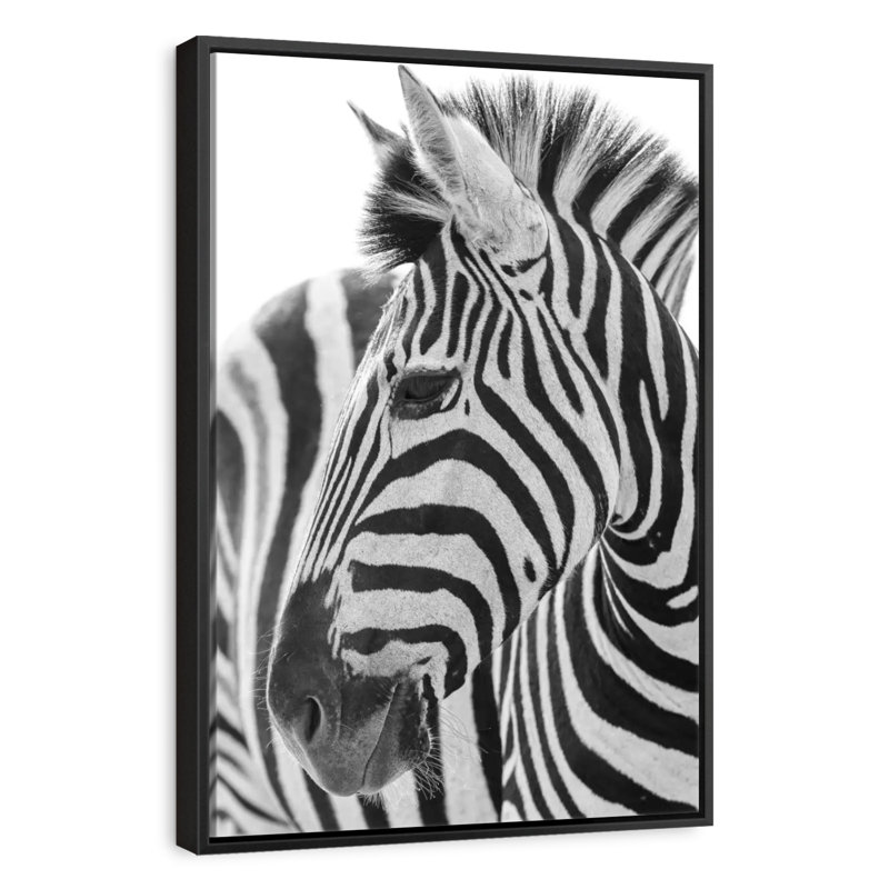 Zèbre Kruger, Cadre flottant noir, 25 po x 37 po