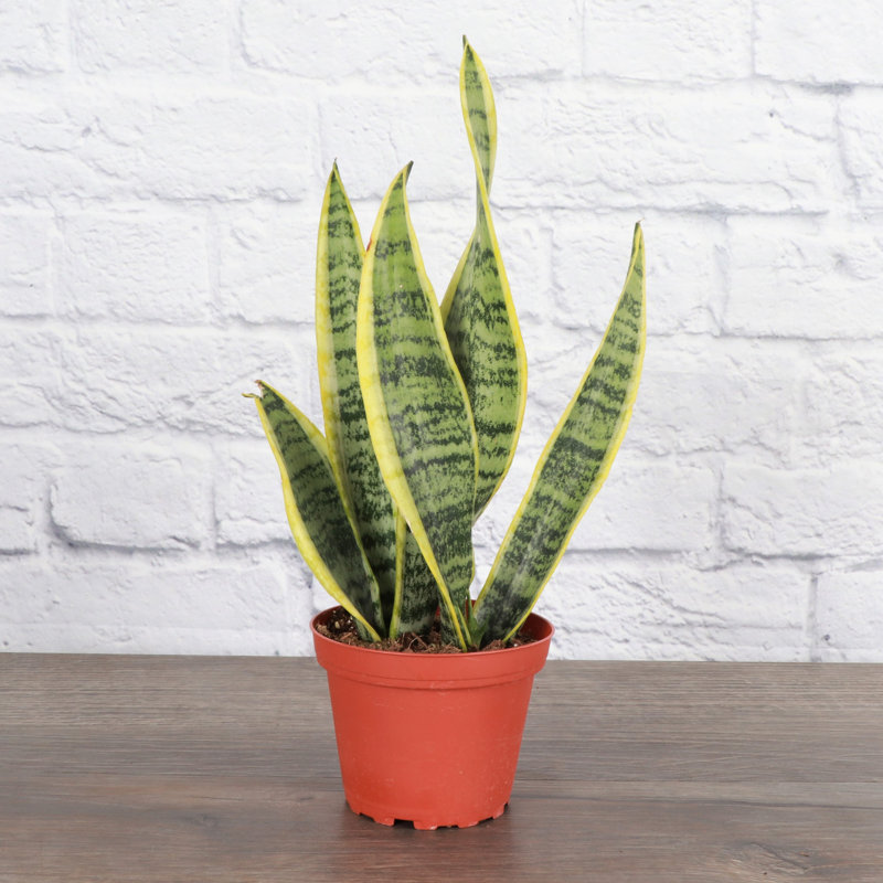Compact Yellow and Green Snake Plant in Terracotta Pot
