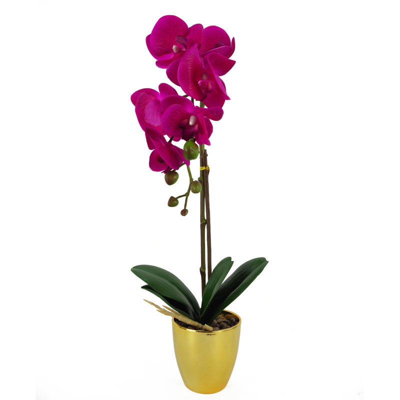 Angelean 46cm Plant