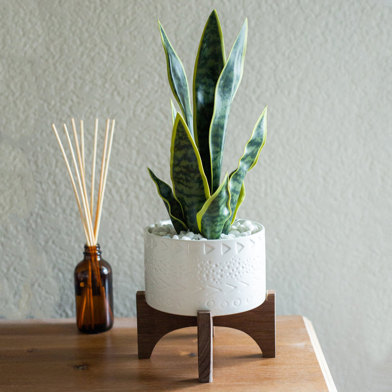 Plante de serpent pour plante