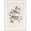 Nesting Navigators Ivory 6 Print-1482617014