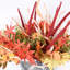 Arrangement floral en pot
