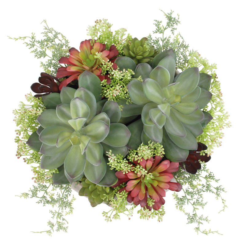 PLANT 14IN Round Succulent Arrangement, Natural Pot, Beige