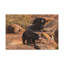 «Sloth Bear Group», art mural paresseux