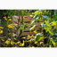 Woodside Wood Stationary Composter