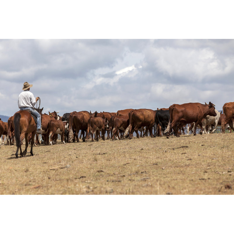 Australian Stockman With Cattle by AnnaGreen - Wrapped Canvas Print, 30cm H x 46cm W x 3.8cm D