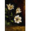 " White Magnolias 2 "