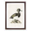 Ferruginous Duck by Von Wright - Picture Frame Painting Print-55731217-55731218