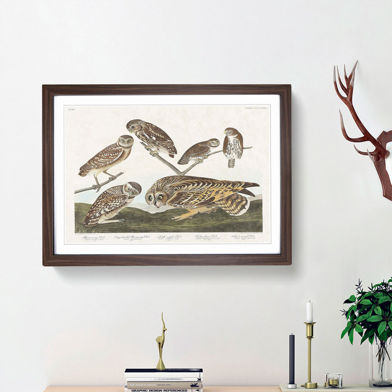Selection of Owls by John Audubon - Picture Frame Painting Print, 27cm H x 36cm W x 2cm D, Walnut Framed