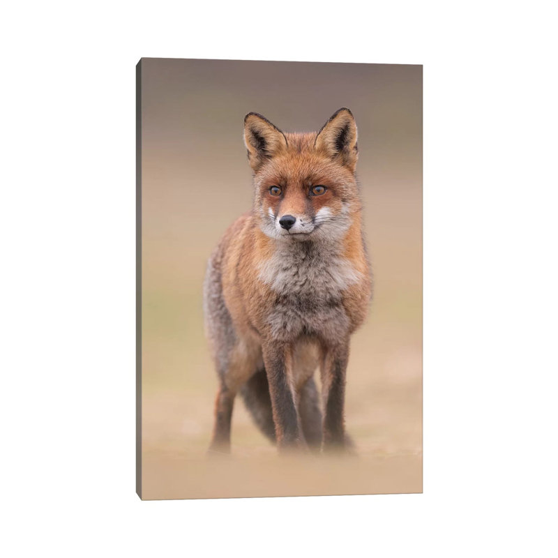 Red Fox In Field I by Dick Van Duijn - Wrapped Canvas Gallery-Wrapped Canvas Giclée, 20.32 cm H x 30.48 cm W