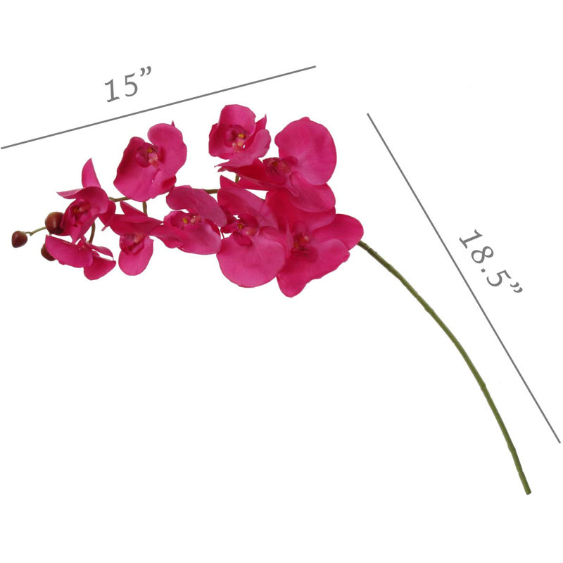 Orchidée en vaporisateur, Fuchsia