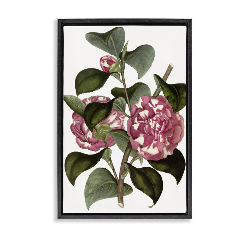 Fleurs d'œillets sauvages, Cadre flottant noir de jais, H 25 po x l 17 po
