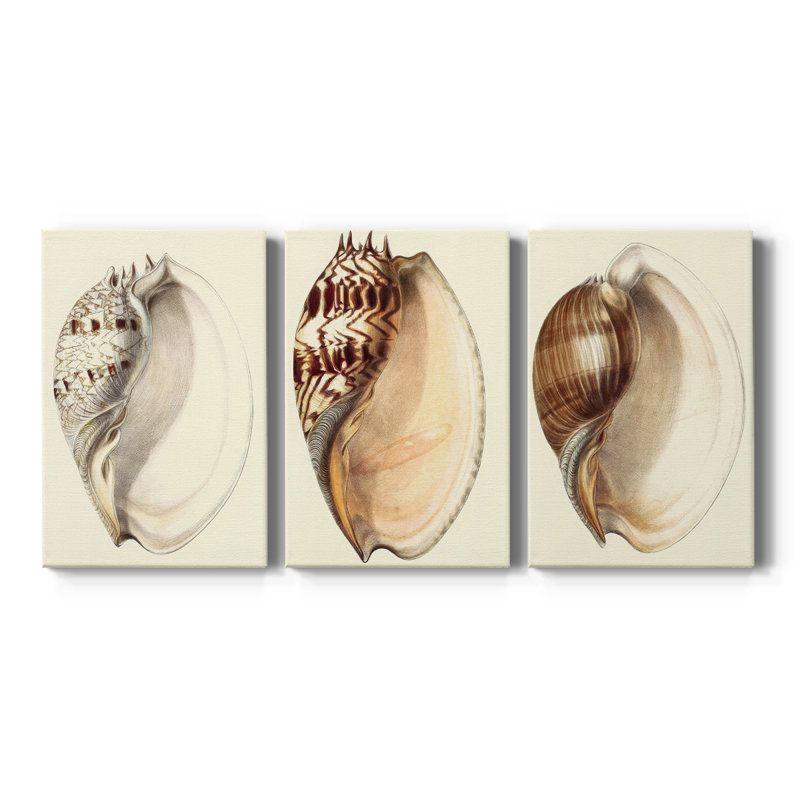 Splendid Shells I - Toile tendue sur mesure avec châssis - 3 pièces, H 36 po x l 72 po