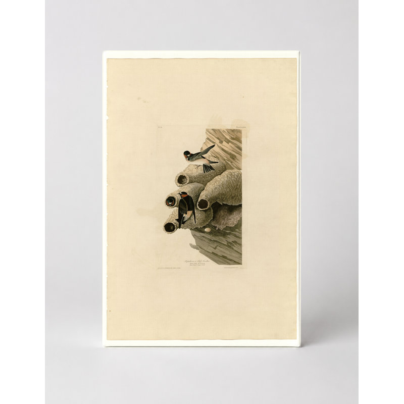 Republican or Cliff Swallow, Plate 68 - Portrait, art mural sur toile, 36" W x 24" H