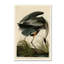 «Great Blue Heron» par James Audubon, reproduction d'art sur toile tendue-33404667