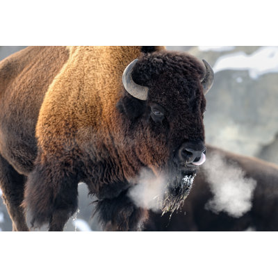 " Bison Breath " by Gnagel
