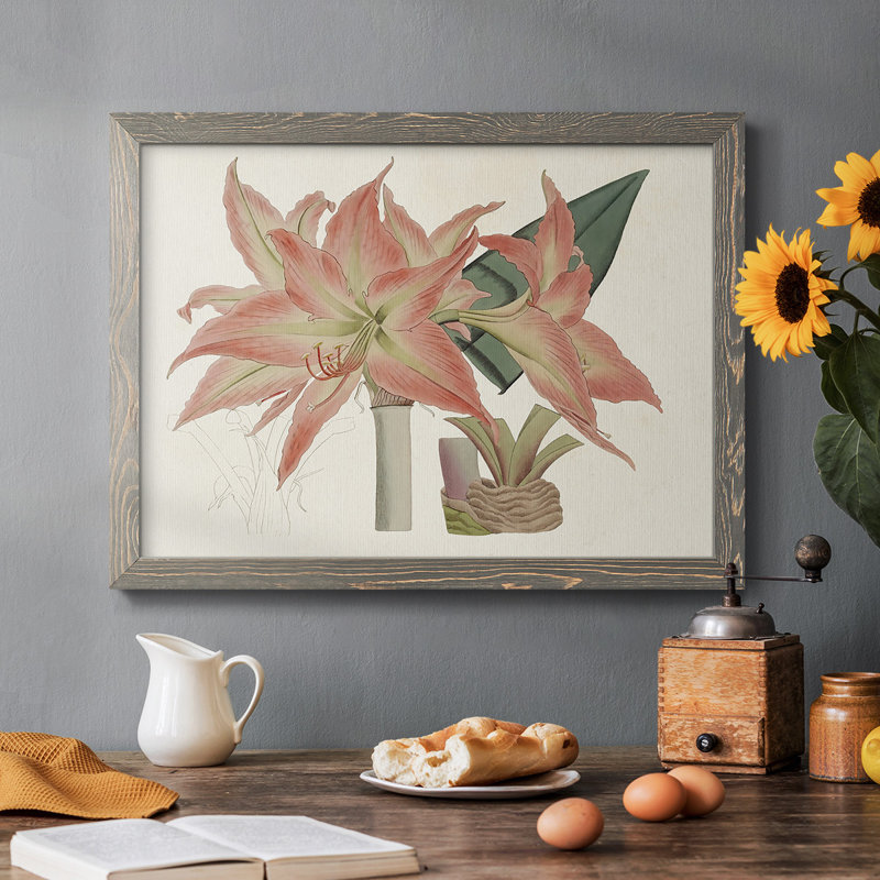 Amaryllis Varietals III, reproduction d'art sur toile, Encadré gris, H 18 po x l 26 po x P 1,5 po
