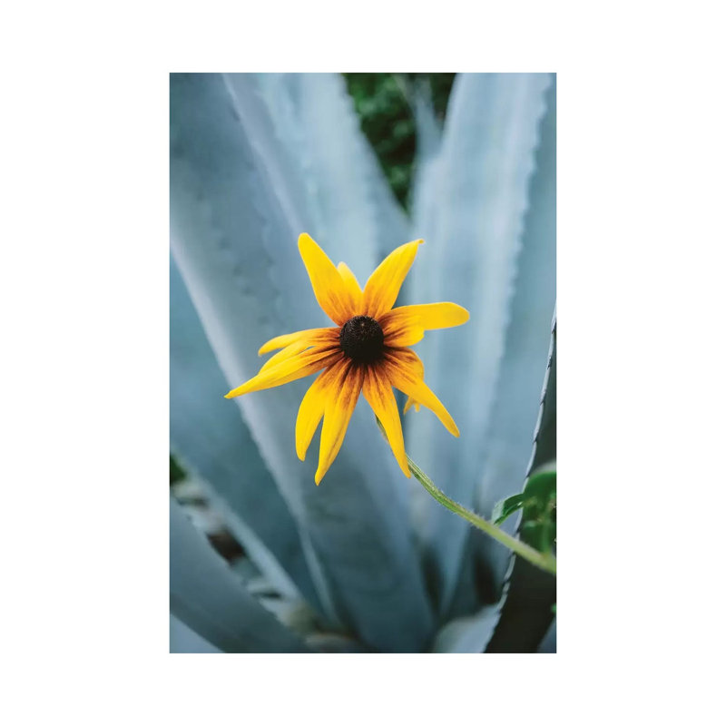 Austin Flower II by Bethany Young - Print on Canvas, 45.72cm H x 30.48cm W x 1.91cm D, Wrapped Canvas