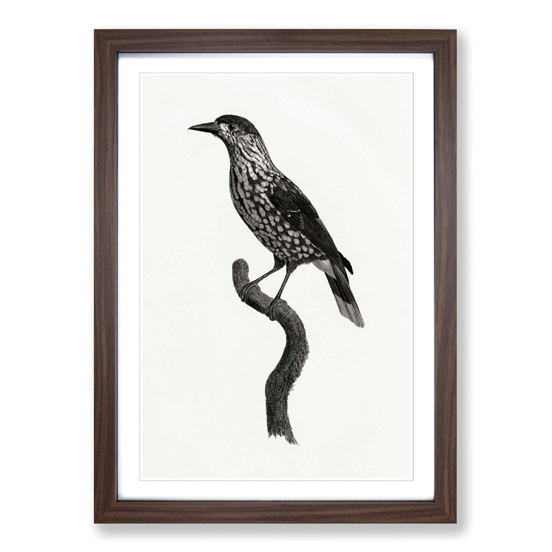 Nutcracker Bird by Jacques Barraband - Picture Frame Painting Print, 36cm H x 27cm W x 2cm D, Walnut Framed