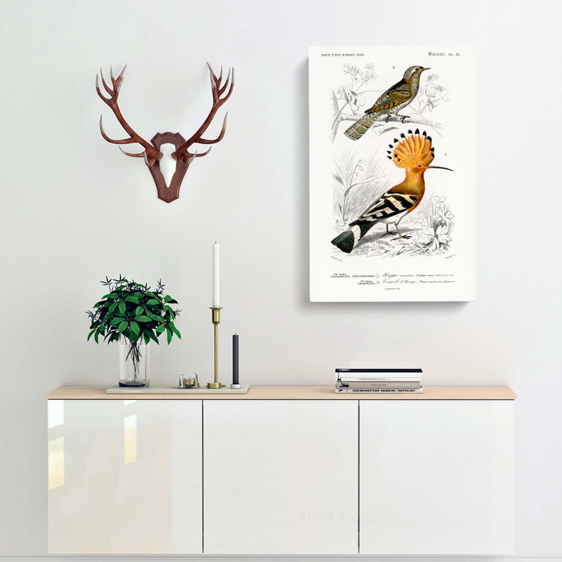 Bird Illustrations PL. 51 by Charles D' Orbigny - Wrapped Canvas Painting, 76cm H x 50cm W x 3cm D
