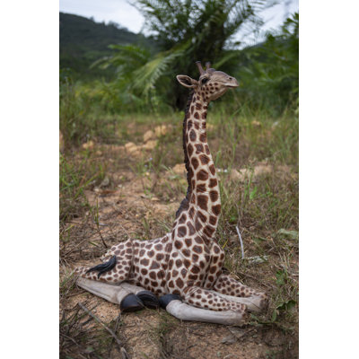 Bébé girafe allongée